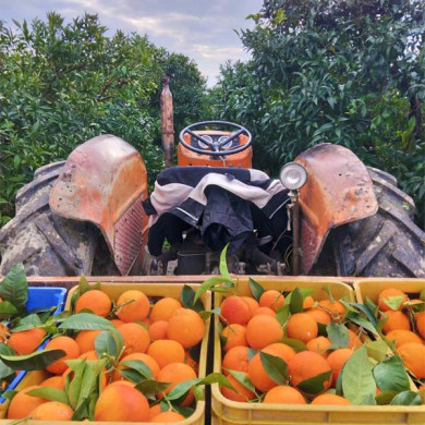 Azienda Agricola Alfano