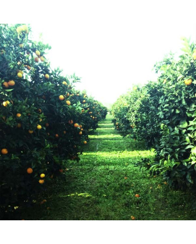 Pianura di Sibari, territorio di produzione delle Arance Calabresi