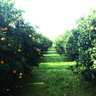 Pianura di Sibari, territorio di produzione delle Arance Calabresi