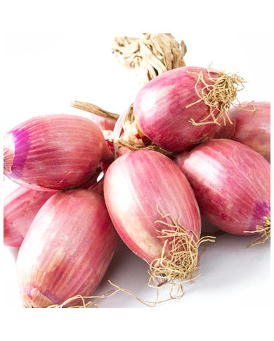 Cipolla Ramata a Treccia – Origine Italia