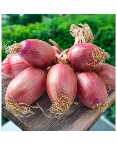 Cipolla Ramata a Treccia – Origine Italia