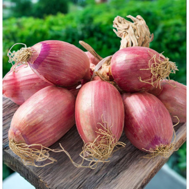 Cipolla Ramata a Treccia – Origine Italia