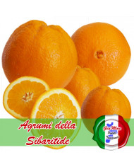 Arancia Valencia della Sibaritide
