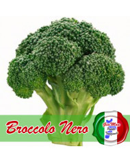 Asparagi selvatici delle colline Calabresi