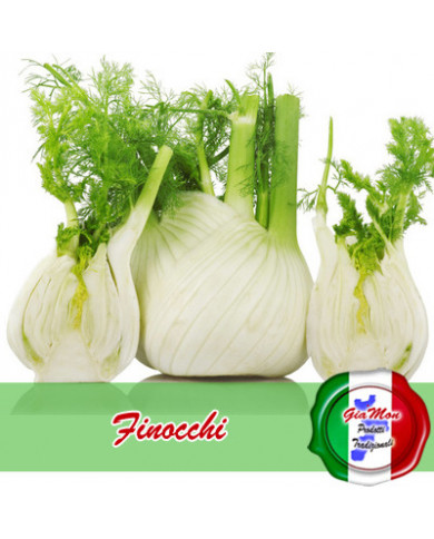 Finocchi